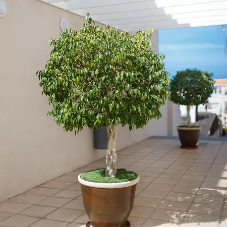 Olivos 3* Costa Adeje (Tenerife)